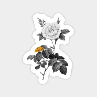 Black and Gold Leaf - Blooming White Rose - Vintage Botanical Sticker